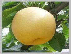 Find calories, carbs, and nutritional contents for buah lai and over 2,000,000 other foods at myfitnesspal. Pear Products Korea Pear Supplier