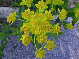 Image result for Euphorbia neopolycnemoides