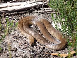 Die schlange ist etwa 50 mal giftiger als eine indische kobra. Schlangen In Australien Giftigste Arten Wichtige Infos
