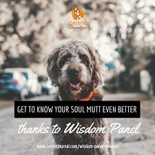 Wisdom Panel Review Our Dog S Results Were Surprising Dog Dna Dog Dna Test Dna Test