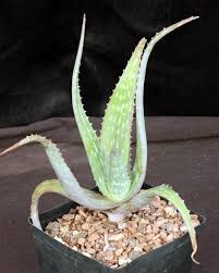 Image result for Aloe bukobana