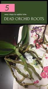 5 Easy Steps To Safely Trim Dead Orchid Roots Gardaholic Net Orchids Orchid Roots Orchid Care Orchids