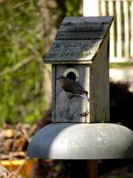 Maybe you would like to learn more about one of these? Out My Backdoor What S The Best Bluebird Box Design Department Of Natural Resources Division