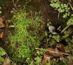 Image result for Selaginella mittenii