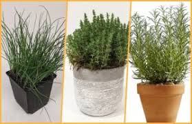 Check spelling or type a new query. Quelle Plante Choisir Pour Un Jardin Ou Balcon Sans Entretien