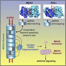 Upon activation, mavs initiates downstream signaling cascades leading to the production of inflammatory cytokines, antimicrobial peptides, and activation of several transcription factors (li et al. Structural Basis For Dsrna Recognition Filament Formation And Antiviral Signal Activation By Mda5 Cell