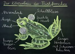 Ich Wollte Euch Hier Noch Das Fertige Tafelbild Zur Heutigen Sachunterrichtsstunde Zeigen Zu Sehen Ist Der Teichfrosch Grundschullehrer Frosch Grundschule