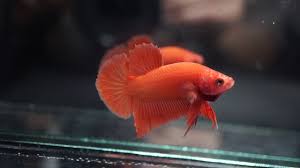 Nubit nutmeg ochre opi opie opus orange oscar paprika peaches peanut butter pekoe penny pepsi poppy pooh harry puff. Betta Fish Solid Color Super Orange Halfmoon Plakat Hmpk Male 230 Youtube