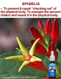 Image result for Spigelia