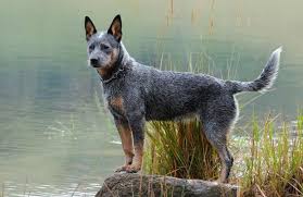 Black Australian Cattle Dog Puppy Australian Cattle Dog Learn About Breed History Of Australian Cattle Dogs Herding Dogs Austrailian Cattle Dog Australian Cattle Dog