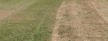The same can be said for the different brands of zoysia like empire or innovation. Dormant Grass Why Is My Lawn Not As Green Greenhorizons News