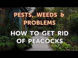 Check spelling or type a new query. How To Get Rid Of Peacocks Youtube