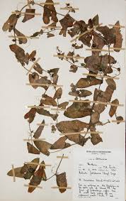 Image result for Kedrostis foetidissima