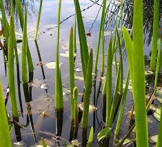 Image result for Juncaginaceae