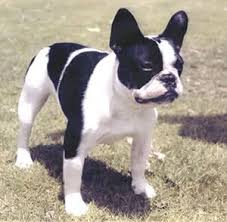 French bulldog mixes are the result of a cross between a purebred french bulldog and another purebred dog. American French Bulldog American Bulldog And French Bulldog Mix Appearance Temperament Behavior Qualities French Bulldog Breed Dog Breeds Bulldog Breeds