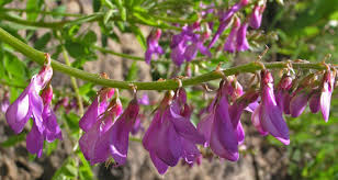 Image result for Hedysarum