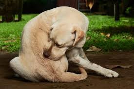 Pin Em Perro