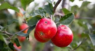 Fruit of the poisoned tree: Racism And Fruits Of The Poison Tree Gt Stewart Solicitors