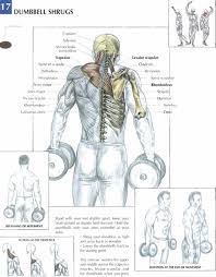 Dumbbell Shrugs Work Your Traps Beautifully They Can Also Be Performed With A Bar The Movement Is Simple A Strength Training Workouts Workout Workout Routine