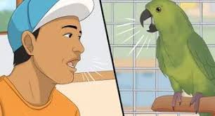 How to Care for a Bird (with Pictures)