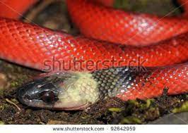 Stock Images Similar To Id 106586594 Big Ground Snake Atractus Stock Photos Stock Images Image