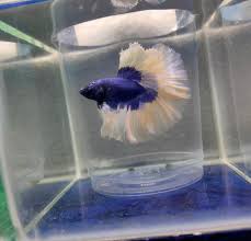 I have a butterfly male betta and would like to buy a female for him. Buy Blue Butterfly Halfmoon Betta Fish Online In India Petbutty