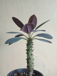 Image result for Euphorbia didiereoides