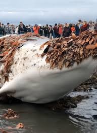 Giant Whale Rescued from Barnacle Infestation