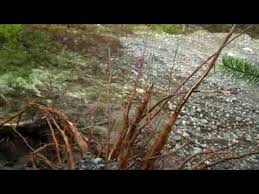 Root System Of A Spruce Youtube