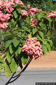 Image result for Mussaenda