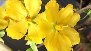 The 2020 year will impact the ox in a positive light. Gentle Yellow Flowers Of Peach Stock Footage Video 100 Royalty Free 15730327 Shutterstock