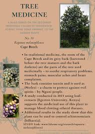 Image result for Rapanea melanophloeos