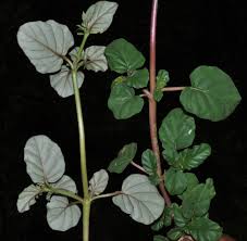 Image result for Boerhavia diffusa