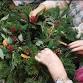 Wreath Workshop £40 (cash or card payment)on the night event image