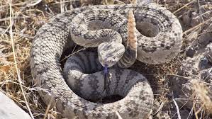 Image result for Snake Bite