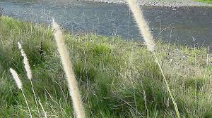 Image result for Cenchrus macrourus