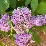 Image result for Vernonia brachycalyx