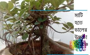 Bonsai Tree China Bot Ages 8years Dhaka Bangladesh Motlob Com Free Classified Ads In Bangladesh