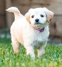 30 Best Hypoallergenic Dogs For People With Allergies All Things Dogs Best Hypoallergenic Dogs Hypoallergenic Dogs Dog Allergies