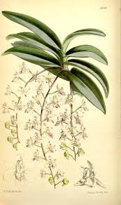 Image result for Orthochilus subulatus