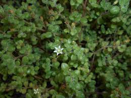 Image result for Crassula expansa
