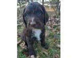 I have painted almost 400 dogs, and i no longer take dog portrait commissions. Puppyfinder Com English Springer Spaniel Puppies Puppies For Sale Near Me In Michigan Usa Page 1 Displays 10