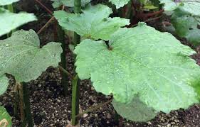 オクラをベランダ菜園で収穫 育て方とプランター栽培のコツ Lovegreen ラブグリーン