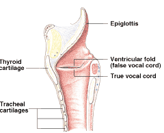 When this happens, and a tumor forms at the new site, it will contain the same kind of abnormal. Laryngeal Cancer Introduction Saint Luke S Health System