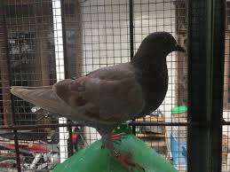 Sedang mencari atau ingin membeli burung dara berkualitas dengan harga yang terjangkau? Jual Angkringan Merpati Di Lapak Basecamp Nrt Bukalapak