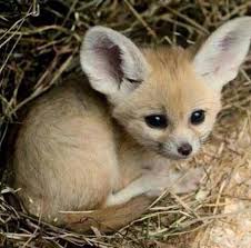 Yuvarlak Kulakli Tilki Yavrusu Bat Eared Fox Sevimli Hayvan Yavrulari Hayvan Bebekler Fennec Fox