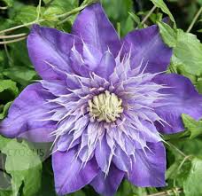 Het tuincentrum dat thuisbezorgt gratis bezorging.clematis wit groenblijvend. Clematis Multi Blue Clematis Klimplanten Groenblijvend