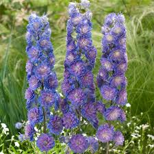 Pin Na Doske Plants Flowers And Trees Identification