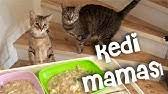 kediye kedi sesi dinletme youtube