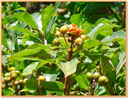 Image result for Pittosporum abyssinicum